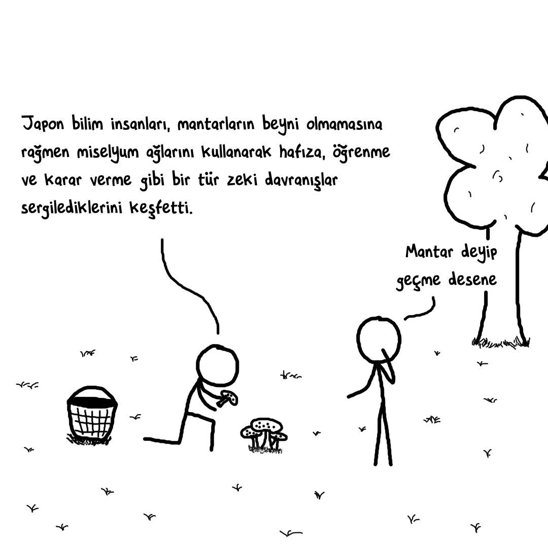 mantar